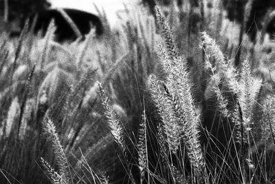 Catcher grayscale photographs
